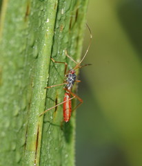 Phaenacantha australiae