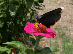 Chalypyge chalybea chalybea