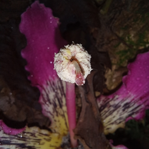 Image of Silk Floss Tree (Ceiba speciosa) by (c) Patrícia Mees, some rights reserved (CC BY)