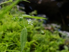 Stellaria borealis
