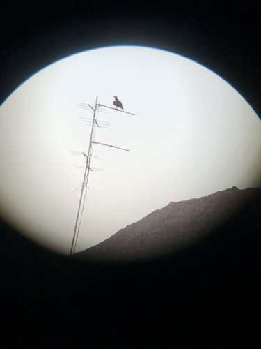 iNaturalist observation photo of Osprey