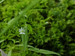 Stellaria borealis