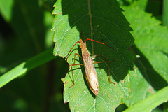 Protenor belfragei