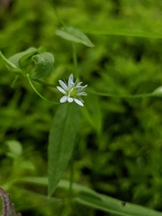 Stellaria borealis