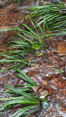 Thurnia sphaerocephala (Thurnia sphaerocephala)