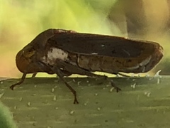 Oncometopia hamiltoni