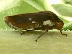 Oncometopia hamiltoni