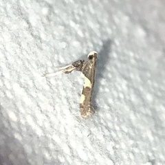 Caloptilia bimaculatella