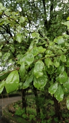 Anogeissus pendula