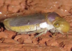 Oncometopia hamiltoni