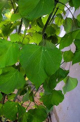 Gmelina arborea