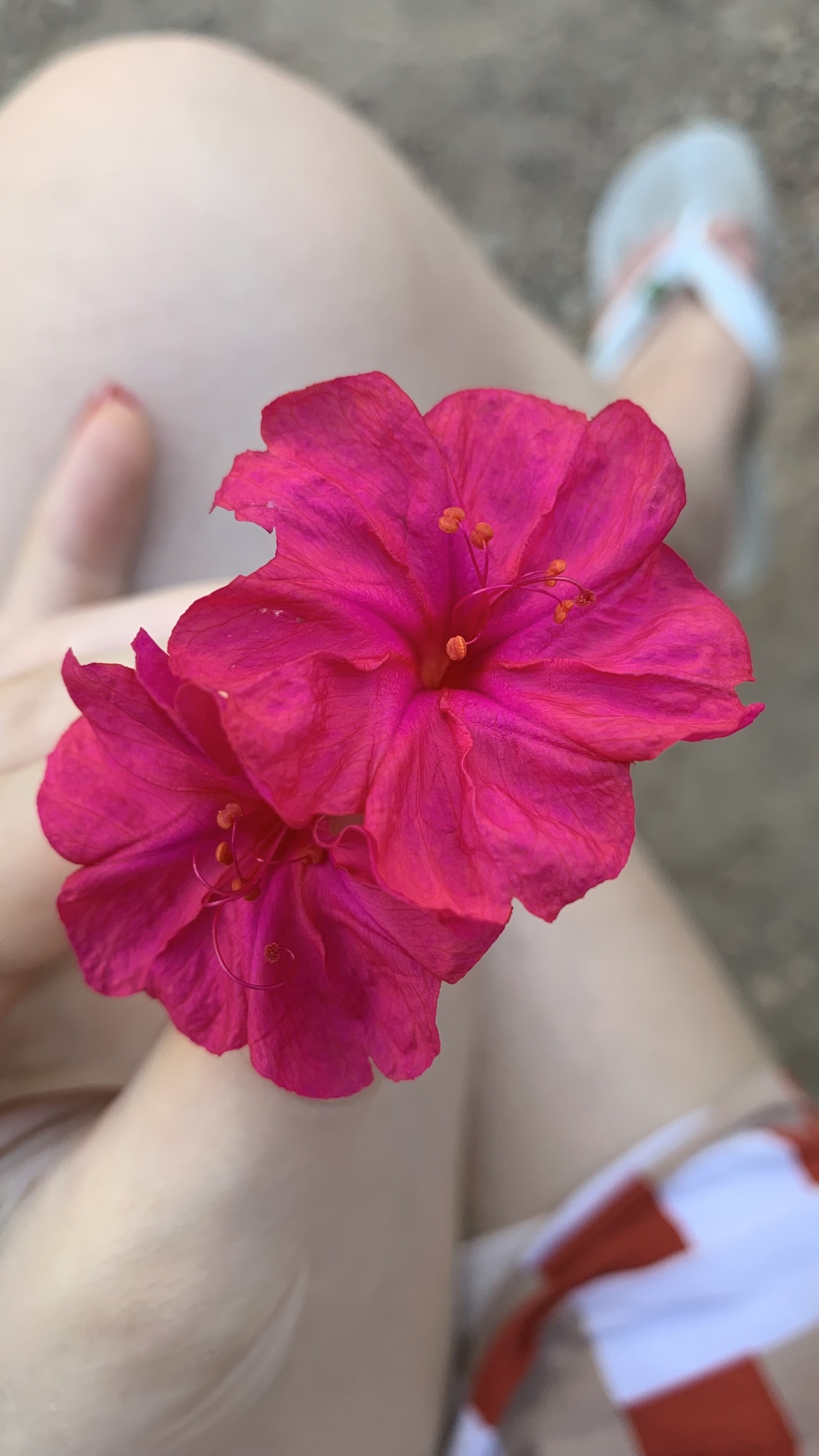 Mirabilis jalapa
