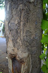 Gmelina arborea