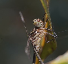 Hemigomphus