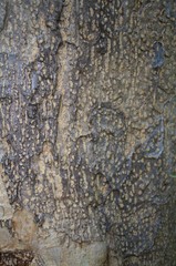 Gmelina arborea