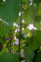 Gmelina arborea