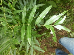 Thouinidium decandrum