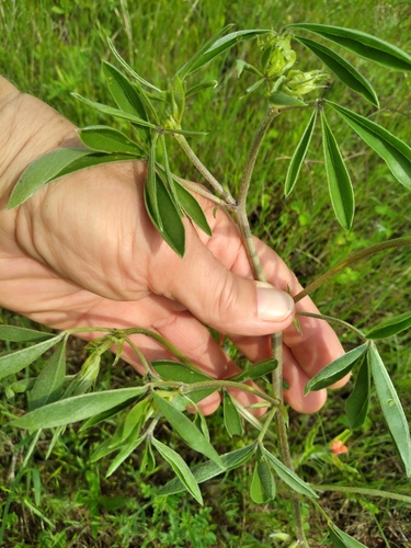 Image of Pediomelum cuspidatum by no rights reserved