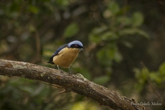 Pipraeidea melanonota