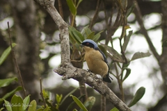Pipraeidea melanonota