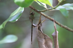 Triacanthagyna trifida