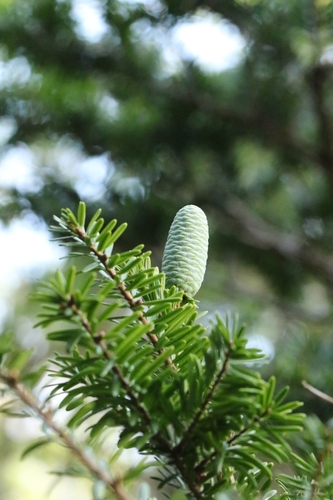 Fortune's keteleeria (Keteleeria fortunei)
