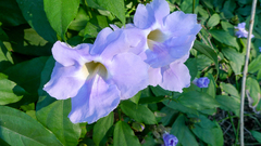 Thunbergia laurifolia