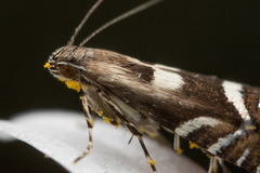 Glyphipterigidae