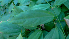 Thunbergia laurifolia