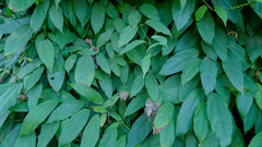 Thunbergia laurifolia
