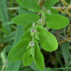 Euphorbia humistrata