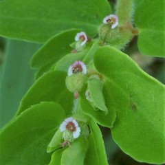 Euphorbia humistrata