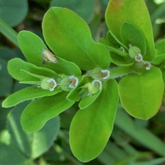 Euphorbia humistrata