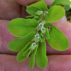 Euphorbia humistrata