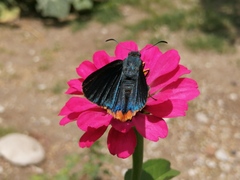 Chalypyge chalybea chalybea