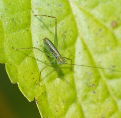 Leucopodoptera eumundii