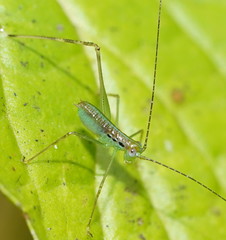 Leucopodoptera eumundii