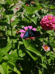 Chalypyge chalybea chalybea