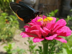 Chalypyge chalybea chalybea