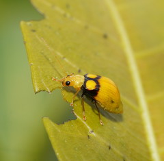 Monolepta oculata