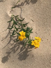 Lithospermum caroliniense