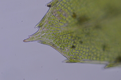 Mnium lycopodioides