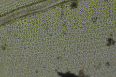 Mnium lycopodioides