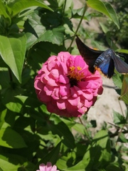 Chalypyge chalybea chalybea