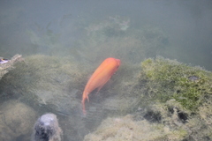 Amphilophus citrinellus