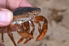 Polybius henslowii