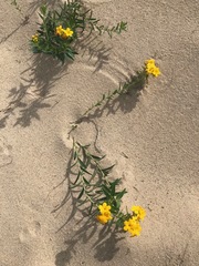 Lithospermum caroliniense