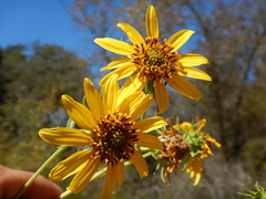Helianthus californicus
