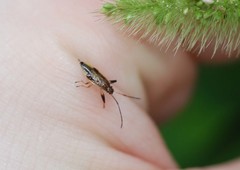Pachygrontha antennata