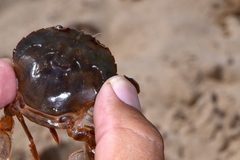 Polybius henslowii